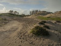 NL, Zeeland, Schouwen-Duiveland, Het Zeepe 23, Saxifraga-Jan van der Straaten