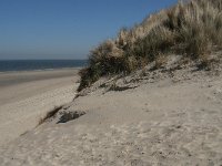 NL, Zeeland, Schouwen-Duiveland, Verklikkerduinen 4, Saxifraga-Jan van der Straaten