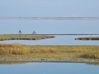NL, Zeeland, Sluis, Voorland Nummer Een 1, Saxifraga-Tom Heijnen