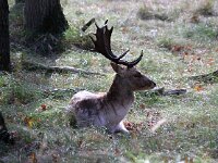 NL, Zuid-Holland, Noordwijk, Amsterdamse Waterleidingduinen 3, Saxifraga-Foto Fitis-Sytske Dijksen