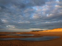 F, Pas-de-Calais, Wissant 44, Saxifraga-Foto Fitis-Sytske Dijksen