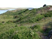 GB, Cornwall, Polzeath 9, Saxifraga-Foto Fitis- Sytske Dijksen