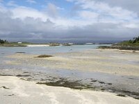 N, Troms, Tromso, Sommaroy 11, Saxifraga-Willem van Kruijsbergen