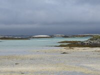 N, Troms, Tromso, Sommaroy 14, Saxifraga-Willem van Kruijsbergen