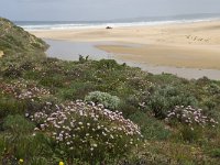 P, Faro, Aljezur, Carrapateira, Praia da Bordeira 1, Saxifraga-Willem van Kruijsbergen
