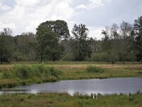 NL, Noord-Brabant, Waalre, Achtereinds Laag 4, Saxifraga-Tom Heijnen