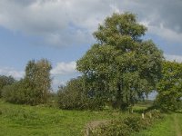 NL, Noord-Brabant, Hilvarenbeek, Spruitenstroompje 50, Saxifraga-Jan van der Straaten