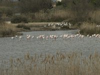 F, Bouches-du-Rhone, Saintes Maries de la Mer, Parc Ornithologique 1, Saxifraga-Willem van Kruijsbergen