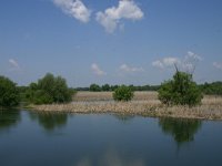 RO, Tulcea, Danube Delta 1, Saxifraga-Dirk Hilbers