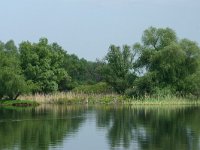 RO, Tulcea, Danube Delta 6, Saxifraga-Dirk Hilbers