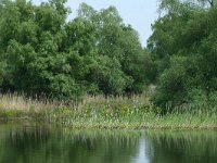RO, Tulcea, Danube Delta 7, Saxifraga-Dirk Hilbers