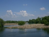 RO, Tulcea, Danube delta 12, Saxifraga-Dirk Hilbers