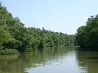 RO, Tulcea, Danube delta 14, Saxifraga-Dirk Hilbers