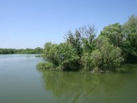 RO, Tulcea, Danube delta 19, Saxifraga-Dirk Hilbers