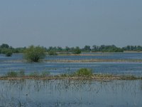 RO, Tulcea, Danube delta 20, Saxifraga-Dirk Hilbers