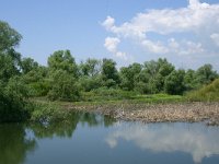 RO, Tulcea, Danube delta 21, Saxifraga-Dirk Hilbers
