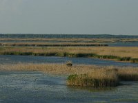 RO, Tulcea, Danube delta 25, Saxifraga-Dirk Hilbers
