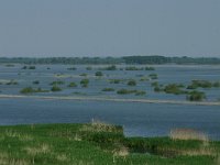 RO, Tulcea, Danube delta 31, Saxifraga-Dirk Hilbers