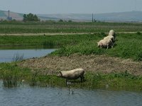 RO, Tulcea, Danube delta 33, Saxifraga-Dirk Hilbers