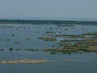 RO, Tulcea, Danube delta 34, Saxifraga-Dirk Hilbers