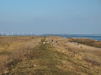 NL, Zuid-Holland, Korendijk, Tiengemeten, Haringvliet 1, Saxifraga-Sytske Dijksen