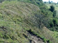 NL, Friesland, De Fryske Marren, Oude Mirdumer Klif 2, Saxifraga-Jan van der Straaten