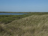 NL, Noord-Holland, Texel, De Horsmeertjes 12, Saxifraga-Willem van Kruijsbergen