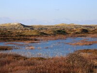 NL, Noord-Holland, Texel, Bollekamer 56, Saxifraga-Foto Fitis-Sytske Dijksen