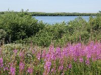 NL, Noord-Holland, Texel, De Horsmeertje 13, Saxifraga-Foto Fitis-Sytske Dijksen