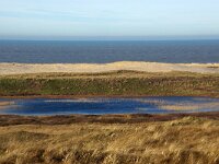 NL, Noord-Holland, Texel, Eierlandse Duinen, Lemoensberg 1, Saxifraga-Foto Fitis-Sytske Dijksen