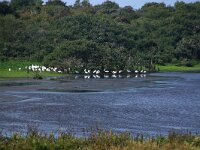 NL, Noord-Holland, Texel, Geulplas 4, Saxifraga-Foto Fitis-Sytske Dijksen