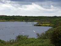 NL, Noord-Holland, Texel, Geulplas 6, Saxifraga-Foto Fitis-Sytske Dijksen