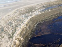 NL, Noord-Holland, Texel, Kreeftepolder 7, Saxifraga-Foto Fitis-Sytske Dijksen
