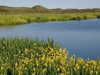 NL, Noord-Holland, Texel, Pompevlak 6, Saxifraga-Foto Fitis-Sytske Dijksen
