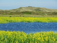 NL, Noord-Holland, Texel, Pompevlak 7, Saxifraga-Foto Fitis-Sytske Dijksen