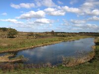 NL, Zuid-Holland, Noordwijk, Amsterdamse Waterleidingduinen 11, Saxifraga-Foto Fitis-Sytske Dijksen