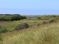 NL, Friesland, Ameland, Ballumerduinen 1, Saxifraga-Hans Boll