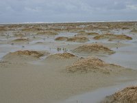 NL, Friesland, Ameland, Lange duinen, Groene strand 6, Saxifraga-Hans Boll