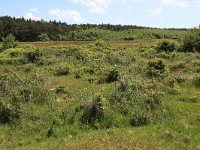 NL, Friesland, Ameland, Middenpolle 5, Saxifraga-Hans Boll