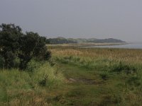 NL, Friesland, Ameland, Oerderduinen 2, Saxifraga-Hans Boll