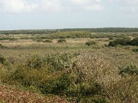 NL, Friesland, Ameland, Zwanenwaterduin 1, Saxifraga-Hans Boll