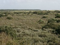 NL, Friesland, Ameland, Zwanenwaterduin 2, Saxifraga-Hans Boll