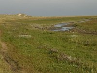 NL, Friesland, Schiermonnikoog 1, Saxifraga-Hans Boll