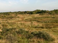 NL, Friesland, Schiermonnikoog 5, Saxifraga-Hans Boll