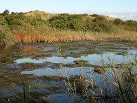 NL, Friesland, Terschelling, Griltjeplak 1, Saxifraga-Hans Boll