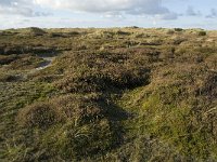 NL, Friesland, Terschelling, Griltjeplak 11, Saxifraga-Marijke Verhagen