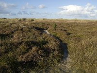 NL, Friesland, Terschelling, Griltjeplak 7, Saxifraga-Marijke Verhagen