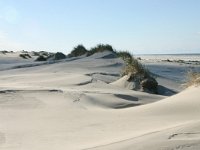 NL, Friesland, Terschelling, paal 16-20 5, Saxifraga-Hans Boll