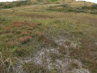 NL, Friesland, Vlieland, Cranberryvallei 14, Saxifraga-Hans Boll