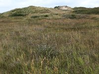 NL, Friesland, Vlieland, Cranberryvallei 15, Saxifraga-Hans Boll